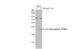 TREM2 Antibody in Western Blot (WB)