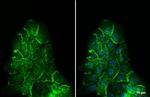 beta Catenin Antibody in Immunocytochemistry (ICC/IF)