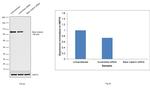 beta Catenin Antibody in Western Blot (WB)