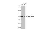 beta Catenin Antibody in Western Blot (WB)