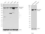 beta Catenin Antibody in Western Blot (WB)