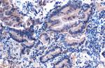 eIF6 Antibody in Immunohistochemistry (Paraffin) (IHC (P))