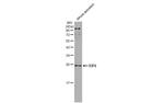 eIF6 Antibody in Western Blot (WB)