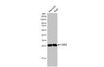 eIF6 Antibody in Western Blot (WB)