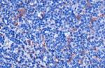 IL-18 Antibody in Immunohistochemistry (Paraffin) (IHC (P))