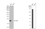 IL-18 Antibody in Western Blot (WB)