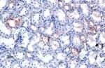 FRS2 Antibody in Immunohistochemistry (Paraffin) (IHC (P))