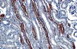 FRS2 Antibody in Immunohistochemistry (Paraffin) (IHC (P))