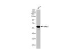 FRS2 Antibody in Western Blot (WB)