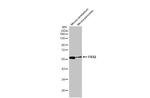 FRS2 Antibody in Western Blot (WB)