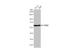 FRS2 Antibody in Western Blot (WB)