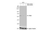 FRS2 Antibody in Western Blot (WB)