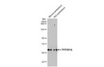 PPP2R1A Antibody in Western Blot (WB)