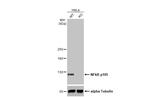 NFkB p105 Antibody in Western Blot (WB)