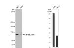 NFkB p105 Antibody in Western Blot (WB)