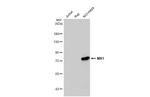 MX1 Antibody in Western Blot (WB)