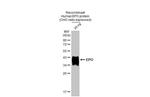 Epo Antibody in Western Blot (WB)