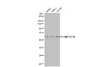 METTL14 Antibody in Western Blot (WB)