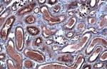 CYP27A1 Antibody in Immunohistochemistry (Paraffin) (IHC (P))