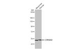 CYP27A1 Antibody in Western Blot (WB)