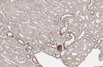 Transthyretin Antibody in Immunohistochemistry (Paraffin) (IHC (P))