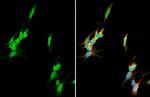 CaMKII Pan Antibody in Immunocytochemistry (ICC/IF)