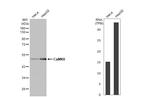 CaMKII Pan Antibody in Western Blot (WB)