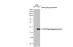 CBP Antibody in Western Blot (WB)