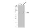 MLKL Antibody in Western Blot (WB)