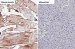 TRIM72 Antibody in Immunohistochemistry (Paraffin) (IHC (P))