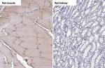 TRIM72 Antibody in Immunohistochemistry (Paraffin) (IHC (P))