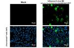 Influenza A M2 Antibody in Immunocytochemistry (ICC/IF)