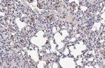 IL-18 Antibody in Immunohistochemistry (Paraffin) (IHC (P))