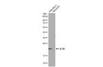 IL-18 Antibody in Western Blot (WB)