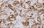 RAI3 Antibody in Immunohistochemistry (Paraffin) (IHC (P))