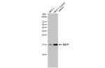 BATF Antibody in Western Blot (WB)