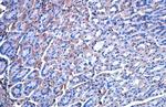 Vinculin Antibody in Immunohistochemistry (Paraffin) (IHC (P))