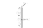 Vinculin Antibody in Western Blot (WB)