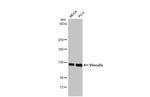 Vinculin Antibody in Western Blot (WB)