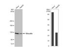 Vinculin Antibody in Western Blot (WB)