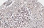 YAP1 Antibody in Immunohistochemistry (Paraffin) (IHC (P))