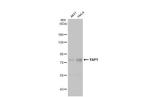 YAP1 Antibody in Western Blot (WB)