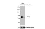 YAP1 Antibody in Western Blot (WB)