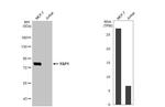 YAP1 Antibody in Western Blot (WB)