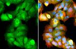 Ataxin 3 Antibody in Immunocytochemistry (ICC/IF)