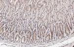 Ataxin 3 Antibody in Immunohistochemistry (Paraffin) (IHC (P))