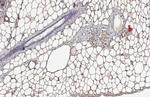 Monoacylglycerol Lipase Antibody in Immunohistochemistry (Paraffin) (IHC (P))