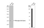 Monoacylglycerol Lipase Antibody in Western Blot (WB)