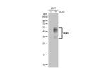 DLX2 Antibody in Western Blot (WB)