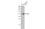 DLX2 Antibody in Western Blot (WB)